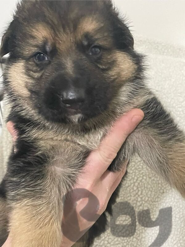 9 beautiful chunky German shepherd puppies for sale in Rhondda, Mid Glamorgan