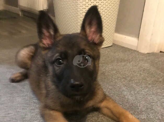 9 week German shepherd puppy male for sale in Leatherhead, Surrey