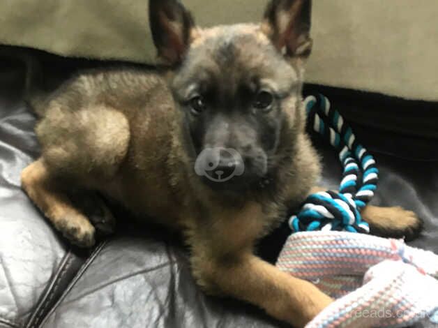 German Shepherd Puppies for sale in Surrey