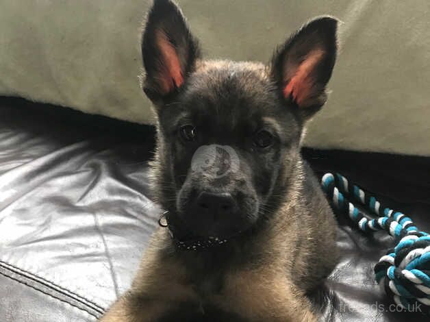 German Shepherd Puppies for sale