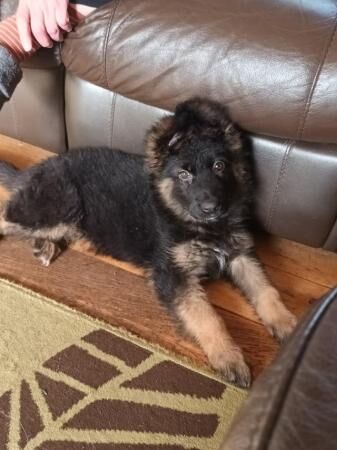 9 week old german shepherd puppies ready now for sale in Manchester, Greater Manchester - Image 1