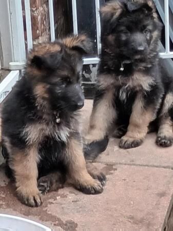 9 week old german shepherd puppies ready now for sale in Manchester, Greater Manchester - Image 2