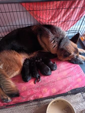 9 week old german shepherd puppies ready now for sale in Manchester, Greater Manchester - Image 4