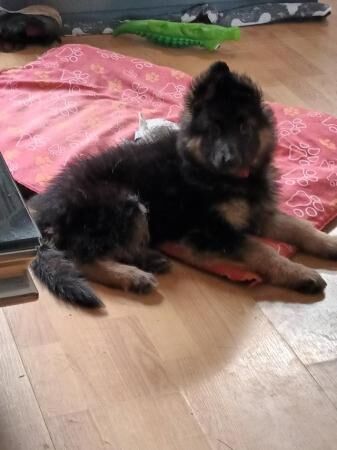 9 week old german shepherd puppies ready now for sale in Manchester, Greater Manchester - Image 5