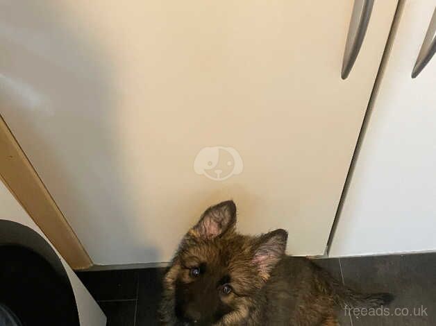 9 week old male German shepherd puppy for sale in Bracknell, Berkshire