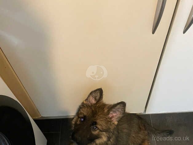 German Shepherds for sale in Bracknell, Berkshire