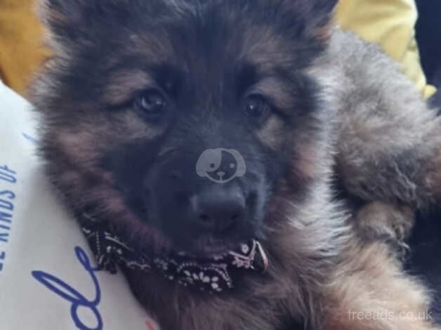 German Shepherd Puppies for sale in Berkshire