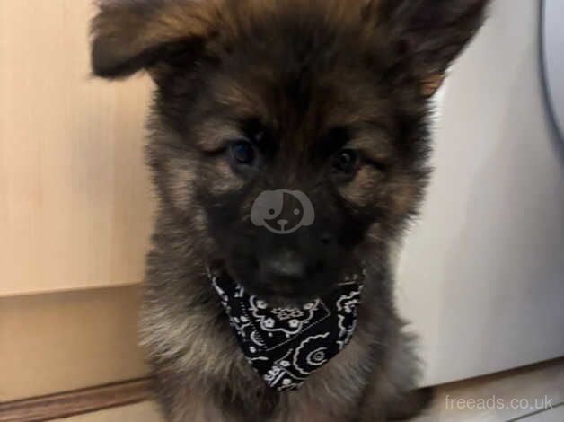 German Shepherd Puppies for sale