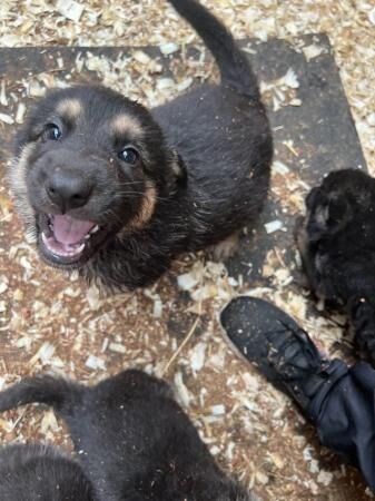 9 week old puppies ready to find there new home for sale in Burton upon Trent, Staffordshire - Image 1