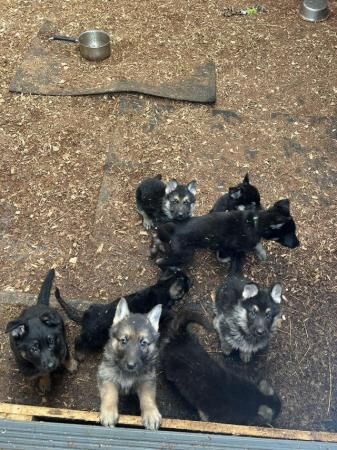 9 week old puppies ready to find there new home for sale in Burton upon Trent, Staffordshire - Image 2