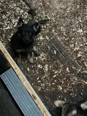 9 week old puppies ready to find there new home for sale in Burton upon Trent, Staffordshire - Image 4