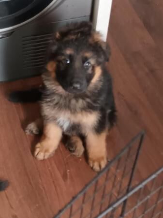 9 weekold german shepherd puppies ready now for sale in Manchester, Greater Manchester