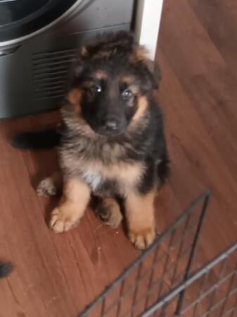 9 weekold german shepherd puppies ready now for sale in Manchester, Greater Manchester - Image 1