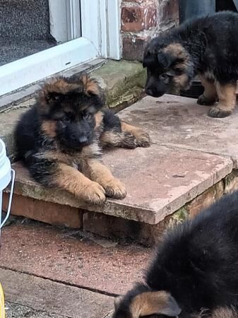 9 weekold german shepherd puppies ready now for sale in Manchester, Greater Manchester - Image 2