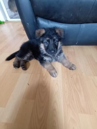 9 weekold german shepherd puppies ready now for sale in Manchester, Greater Manchester - Image 4