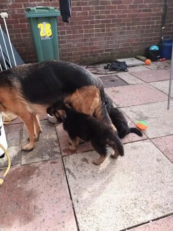 9 weekold german shepherd puppies ready now for sale in Manchester, Greater Manchester - Image 5