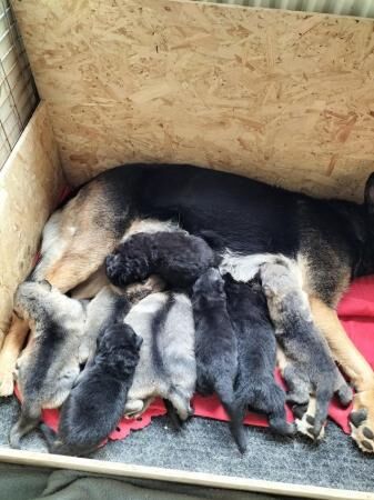 9 wonderful straight backed German shepherds puppies for sale in Leek, Staffordshire - Image 1