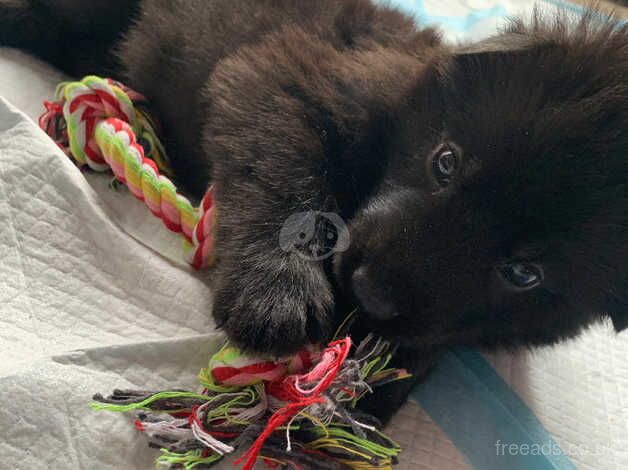 9nweek old female German shepherd puppy straight back fluffy for sale in Ardleigh Green, Havering, Greater London