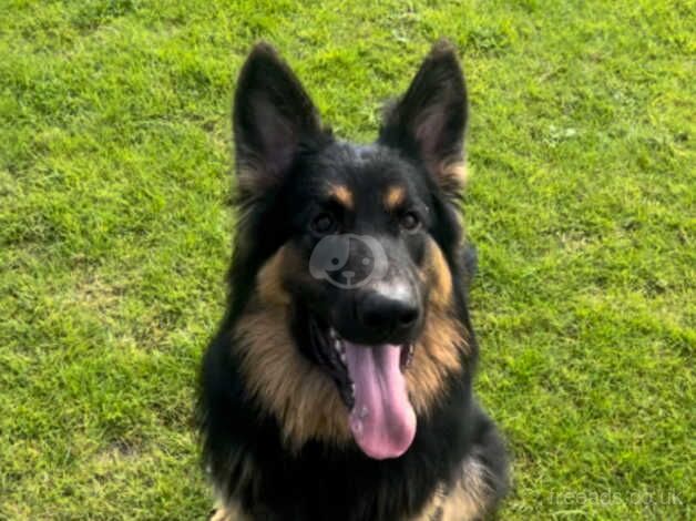 German Shepherds for sale in Liverpool, Merseyside