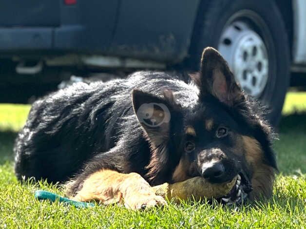 German Shepherd Puppies for sale in Merseyside