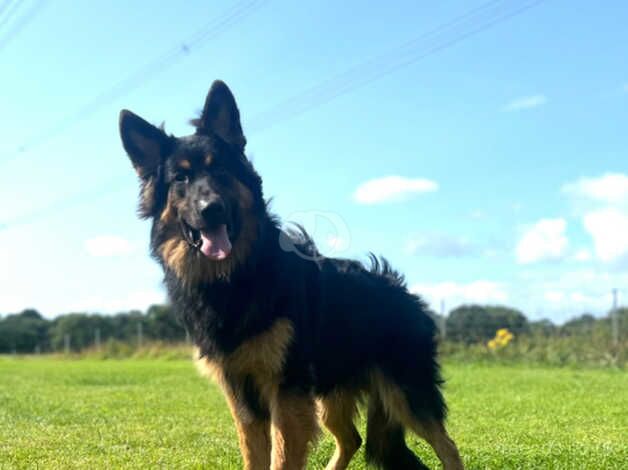 German Shepherd Puppies for sale