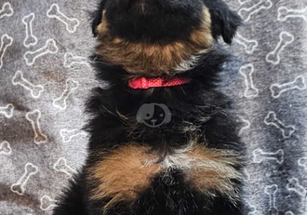 Absolutely stunning German Shepherd pup ready now for sale in Peterborough, Cambridgeshire