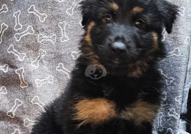 Absolutely stunning German Shepherd pup ready now for sale in Peterborough, Cambridgeshire - Image 2