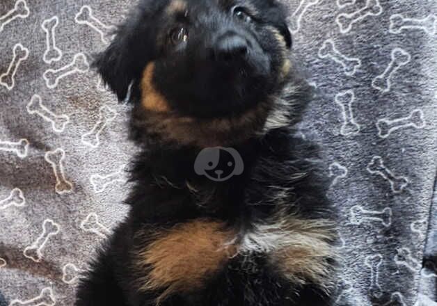 Absolutely stunning German Shepherd pup ready now for sale in Peterborough, Cambridgeshire - Image 3