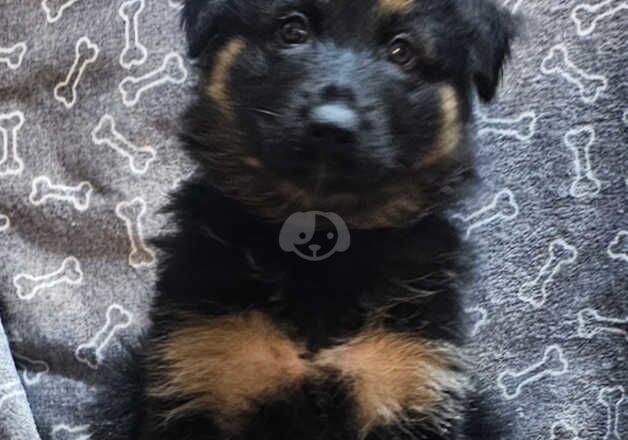 Absolutely stunning German Shepherd pup ready now for sale in Peterborough, Cambridgeshire - Image 4