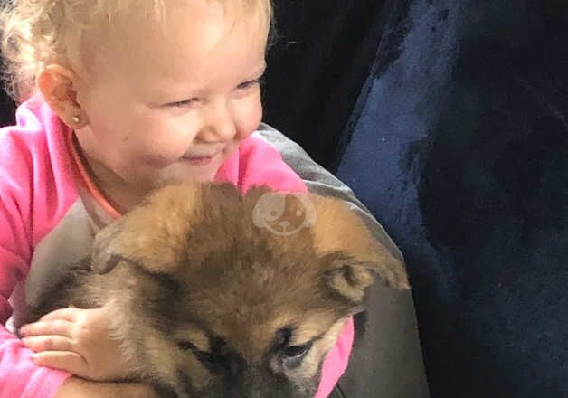 Absolutely stunning German shepherd puppies for sale in Bishop's Castle, Shropshire