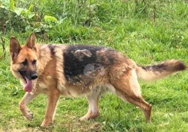 Absolutely stunning German shepherd puppies for sale in Bishop's Castle, Shropshire - Image 4