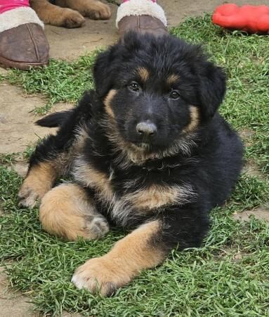 Absolutely stunning German Shepherd pups for sale in Peterborough, Cambridgeshire - Image 1