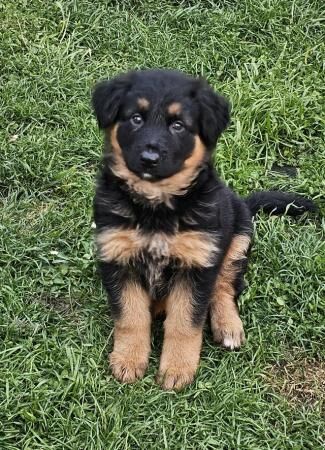 Absolutely stunning German Shepherd pups for sale in Peterborough, Cambridgeshire - Image 2