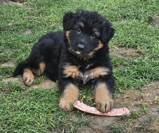 Absolutely stunning German Shepherd pups for sale in Peterborough, Cambridgeshire - Image 3
