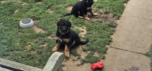 Absolutely stunning German Shepherd pups for sale in Peterborough, Cambridgeshire - Image 4