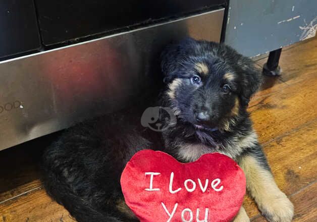 Absolutely stunning German Shepherd pups ready now for sale in Peterborough, Cambridgeshire