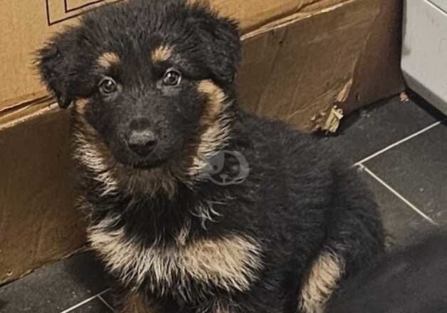 Absolutely stunning German Shepherd pups ready now for sale in Peterborough, Cambridgeshire - Image 2