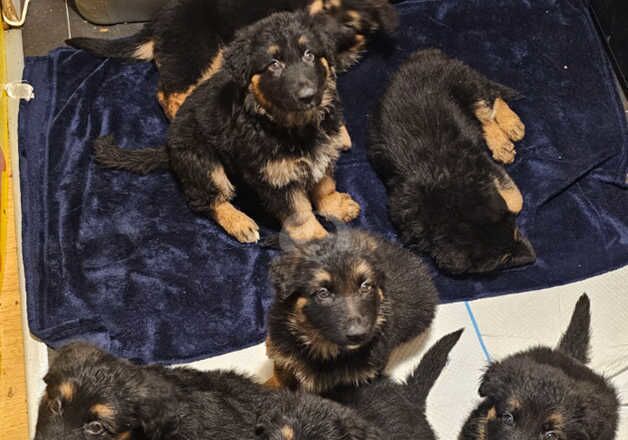 Absolutely stunning German Shepherd pups ready now for sale in Peterborough, Cambridgeshire - Image 3