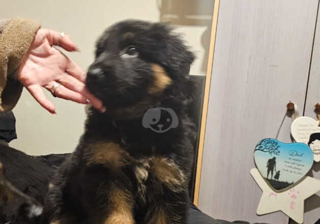 Absolutely stunning German Shepherd pups ready now for sale in Peterborough, Cambridgeshire - Image 5