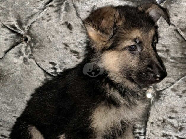 Adorable Female German Shepherd Puppie for Sale! for sale in Oldham, Greater Manchester