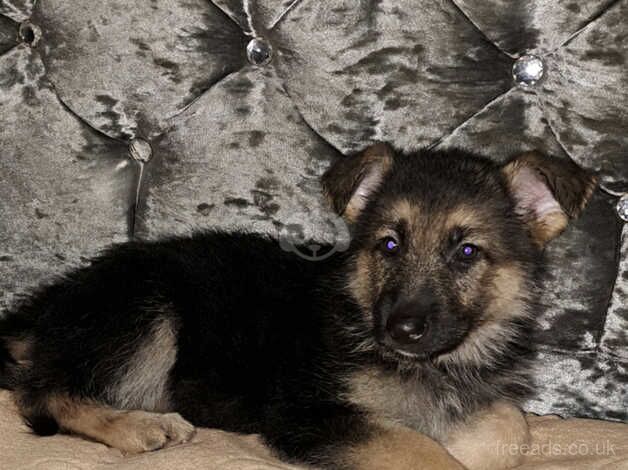 Adorable Female German Shepherd Puppie for Sale! for sale in Oldham, Greater Manchester - Image 2