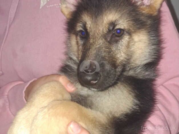 Adorable Female German Shepherd Puppie for Sale! for sale in Oldham, Greater Manchester - Image 3