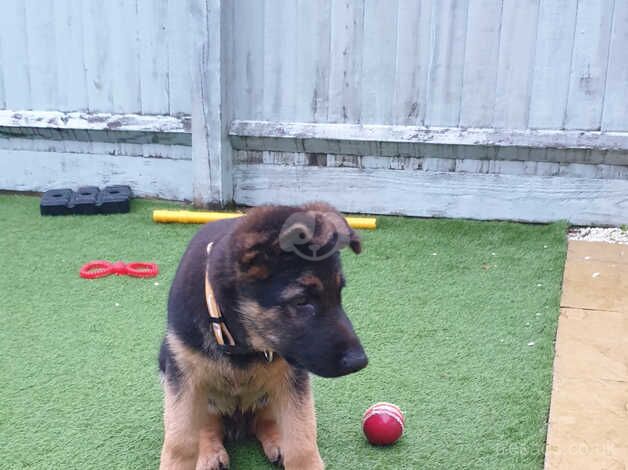 Adorable German Shepherd - 15 Weeks Old for sale in Swindon, Wiltshire - Image 2