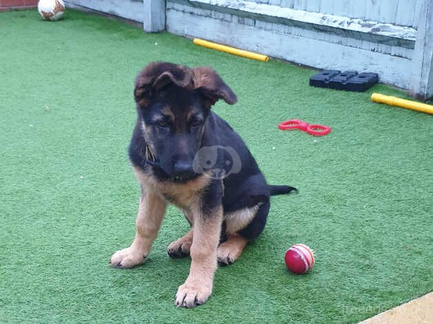 Adorable German Shepherd - 15 Weeks Old for sale in Swindon, Wiltshire - Image 3