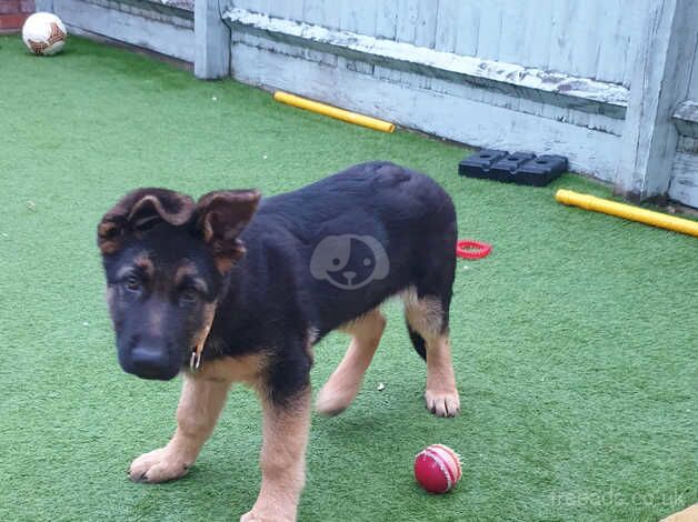 Adorable German Shepherd - 15 Weeks Old for sale in Swindon, Wiltshire - Image 4