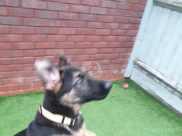 Adorable German Shepherd - 15 Weeks Old for sale in Swindon, Wiltshire - Image 5