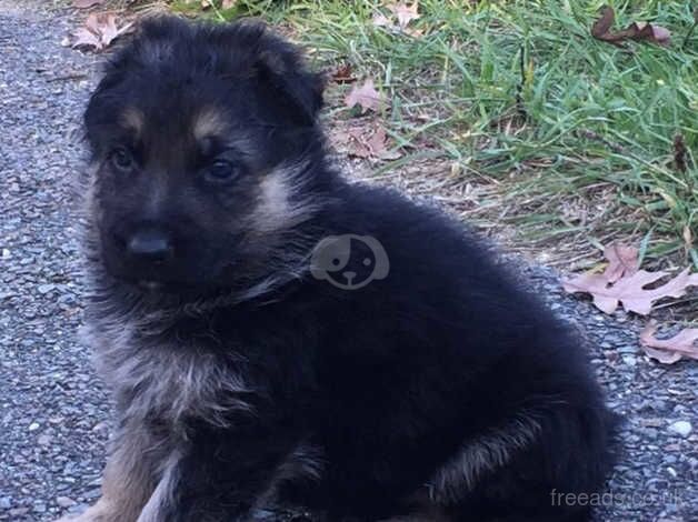 Adorable German Shepherd Dog puppies for sale in Rossendale