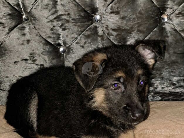 Adorable German Shepherd Puppies for Sale! for sale in Oldham, Greater Manchester - Image 4