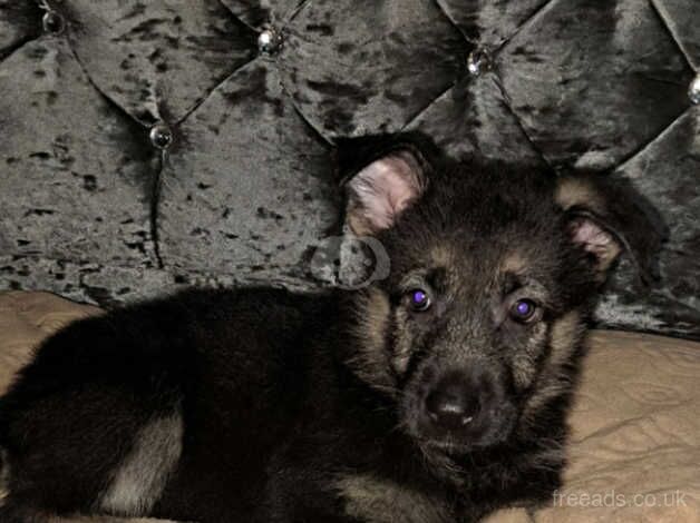 Adorable German Shepherd Puppies for Sale! for sale in Oldham, Greater Manchester - Image 5