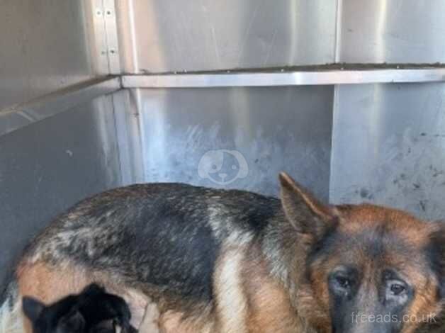 Adorable German shepherd puppies - READY TO GO NOW! for sale in Slough, Powys - Image 2